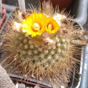 Parodia chryzacanthion -cube-8cm-