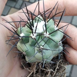 Copiapoa cocuimbana PV2428- 4.5см-