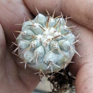Copiapoa columna-alba JN1297 -3cm- своє коріння-