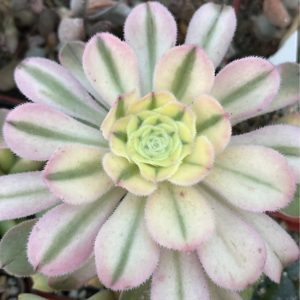 aeonium variegata