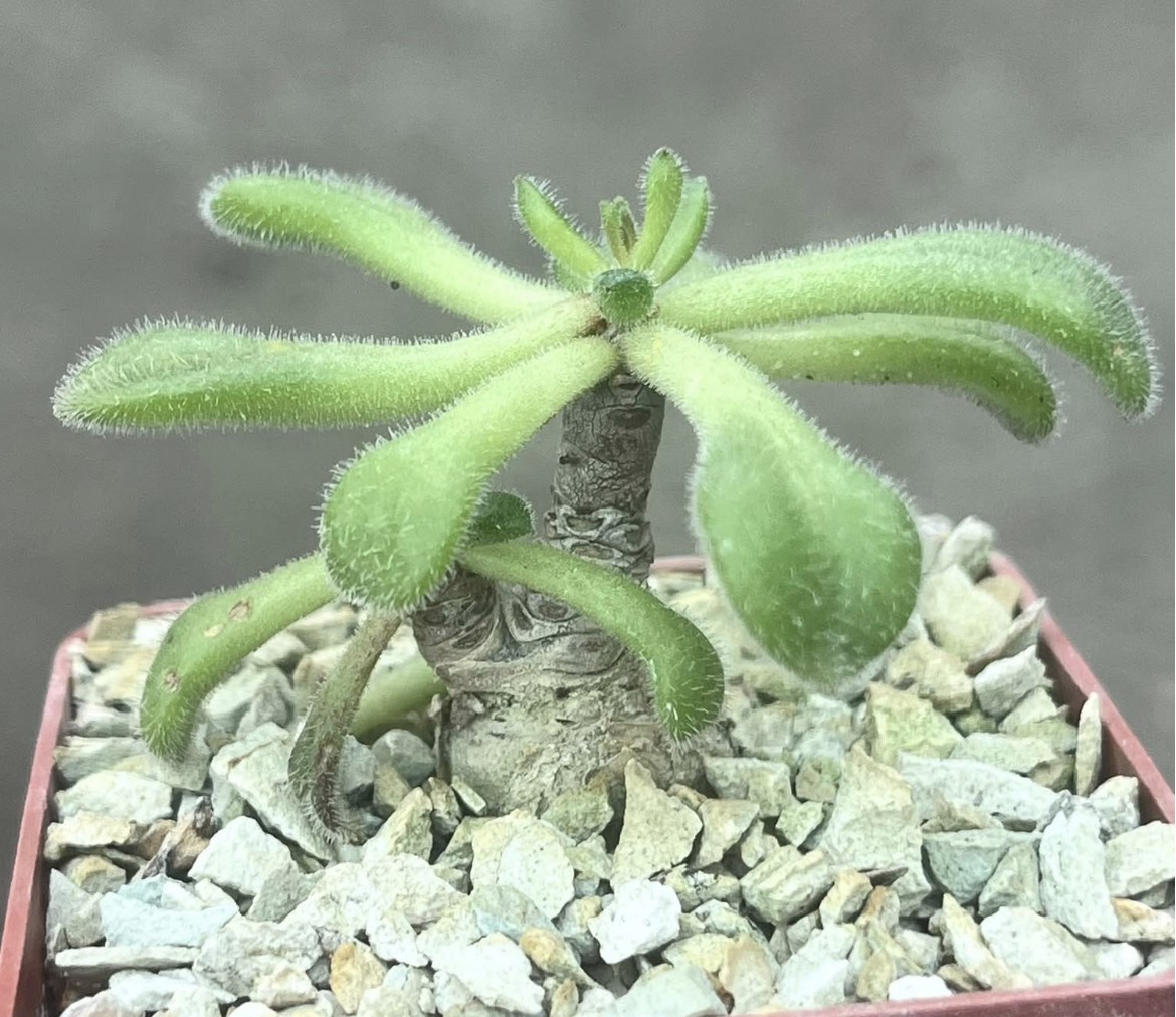 tylecodon leucothrix