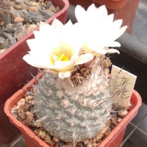 Strombocactus discoformis v. minimus -cube-5cm-біля 25років-