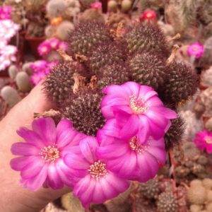 Sulcorebutia mentosa -black form- крупні пагони-