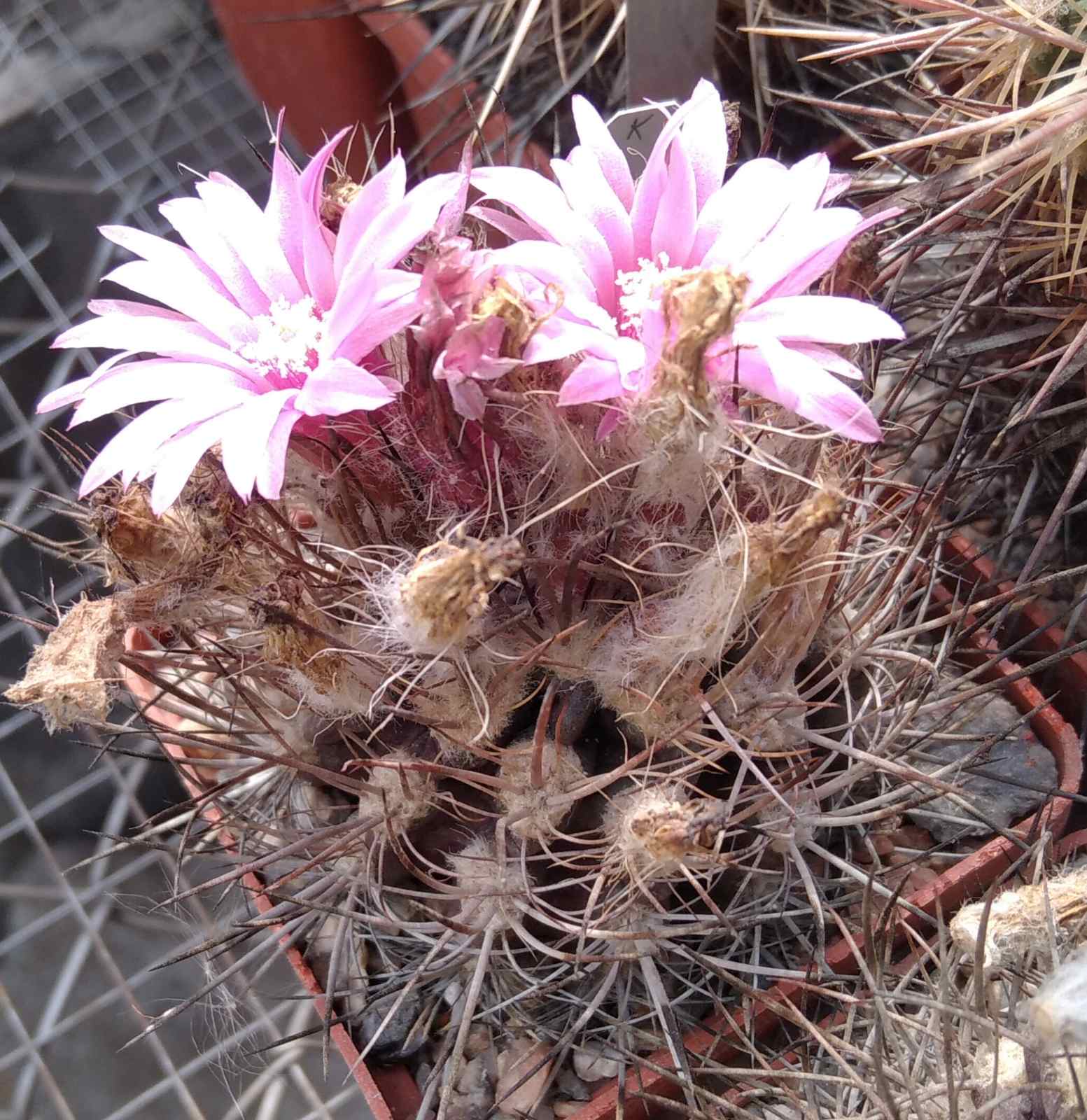 Neoporteria curvispina v. carrizalensis FK58-77 -Mesa Garden- cube-6cm-