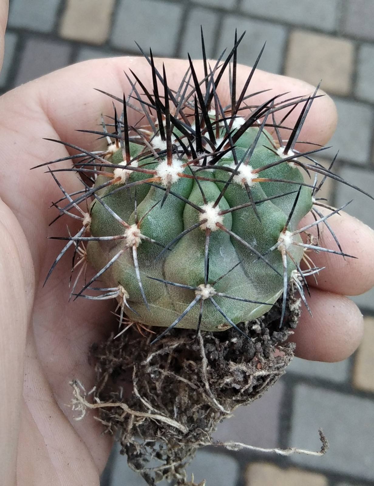 Copiapoa cocuimbana PV2428- 4.5см-