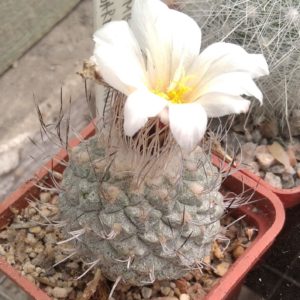 Strombocactus discoformis v. minimus -cube-5cm-біля 25років-