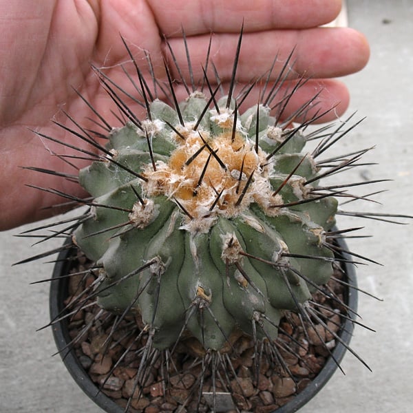 Copiapoa dealbata -горщик-11см-