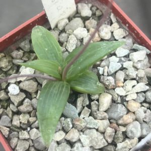 bulbine imarrxiaea