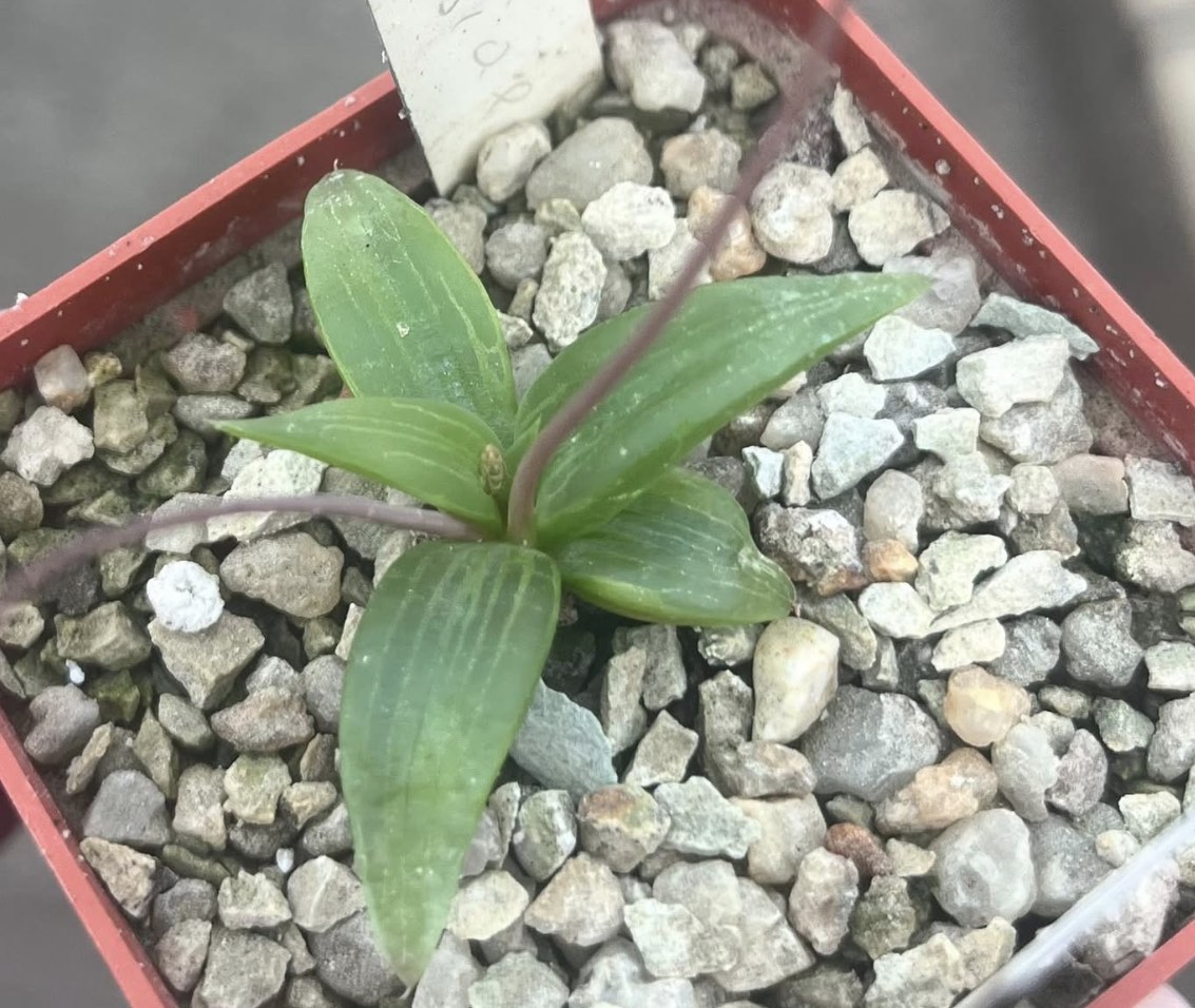 bulbine imarrxiaea