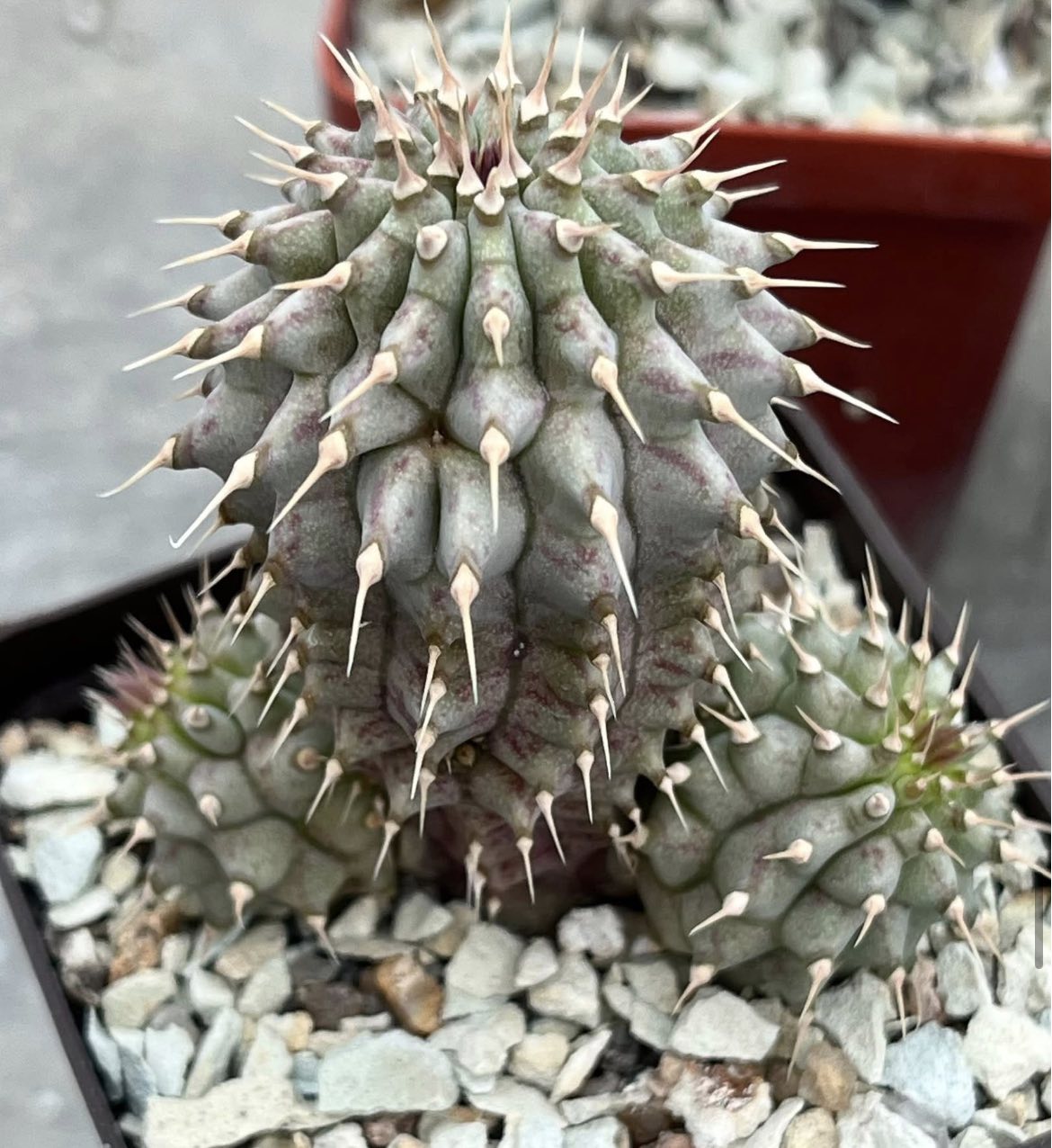 hoodia gordonii