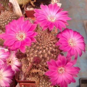 Sulc. breviflora v. magentha -super flovers- пагони з корінцями-
