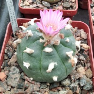 Lophophora jourdaniana v. caespitosa -Dohnalik-  -cube-7cm-сіянець-