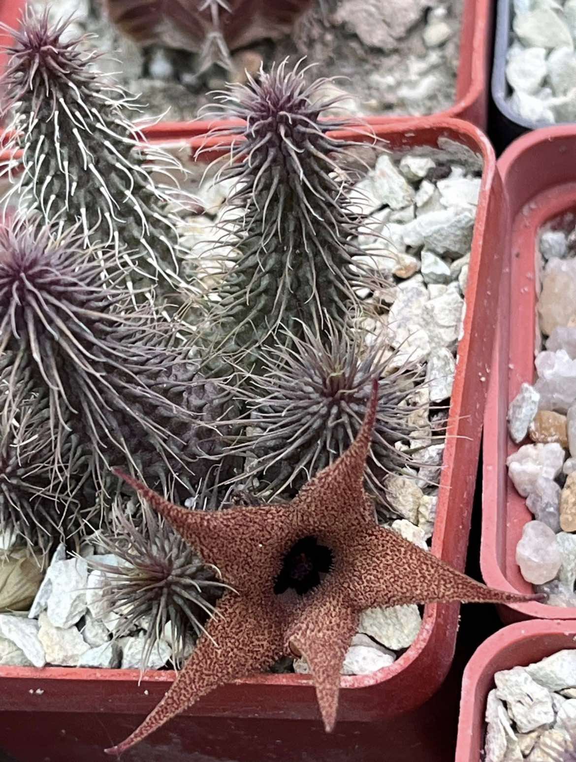 huernia pillansii