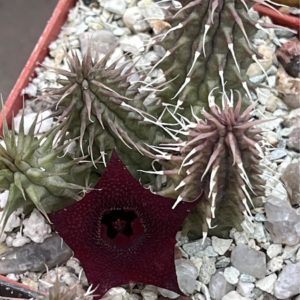 huernia pillansii х  macrocarpa
