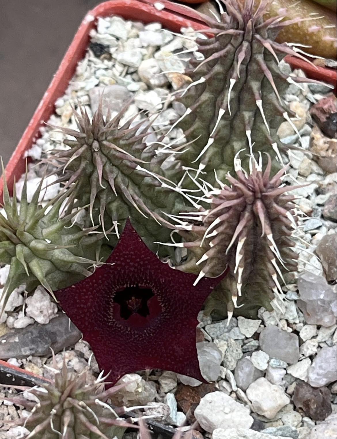 huernia pillansii х  macrocarpa