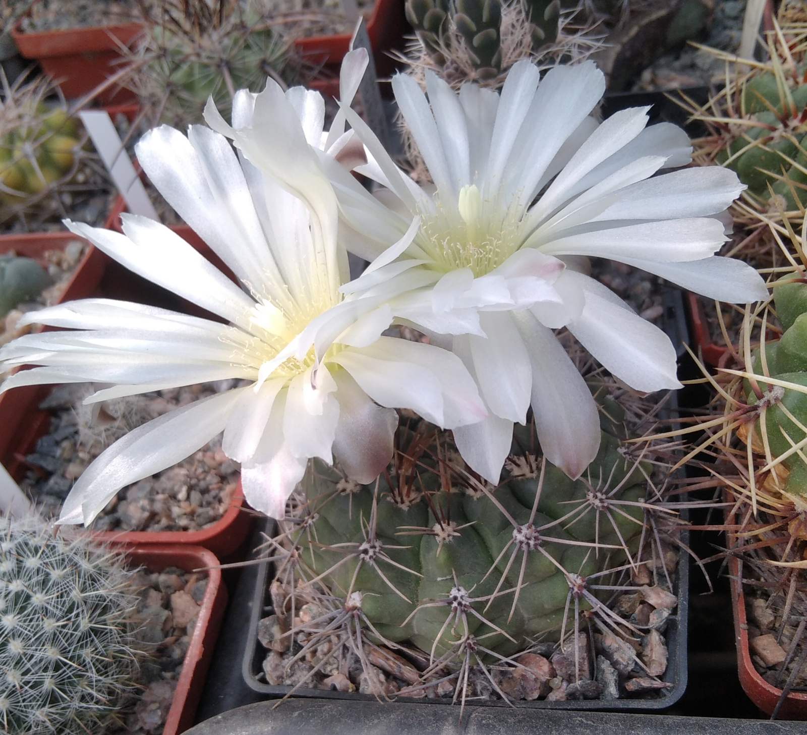 Gymnocalycium gibbosum v. gastonii JPR20-56 -cube-7cm-квіти 8.5см у діаметрі-