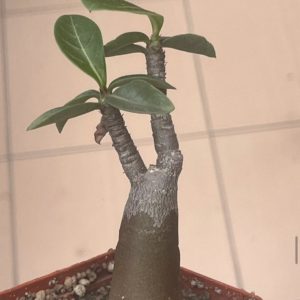 adenium arabicum desert night fork