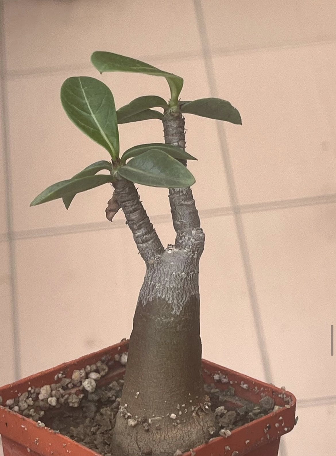 adenium arabicum desert night fork