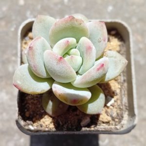 Echeveria Angel Snow
