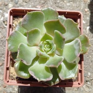 Echeveria Brown Rose