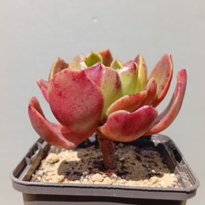 Echeveria Eldorado ( hybr Ermak Olga)