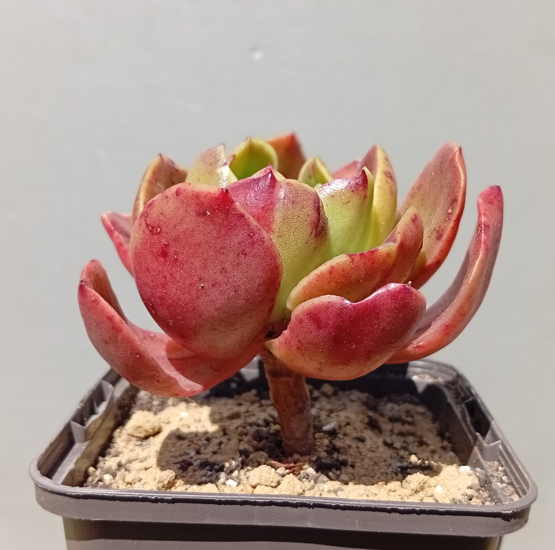 Echeveria Eldorado ( hybr Ermak Olga)