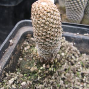 Thelocephala duripulpa ZU102