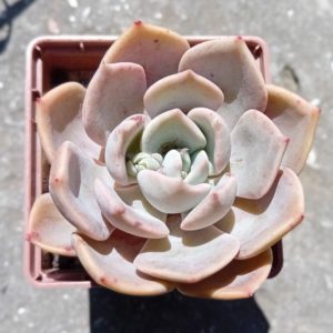 Echeveria latte Rose