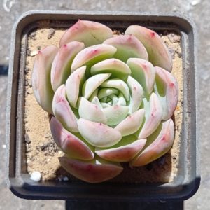 Echeveria Pink Line