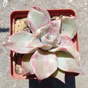 Echeveria Madiba