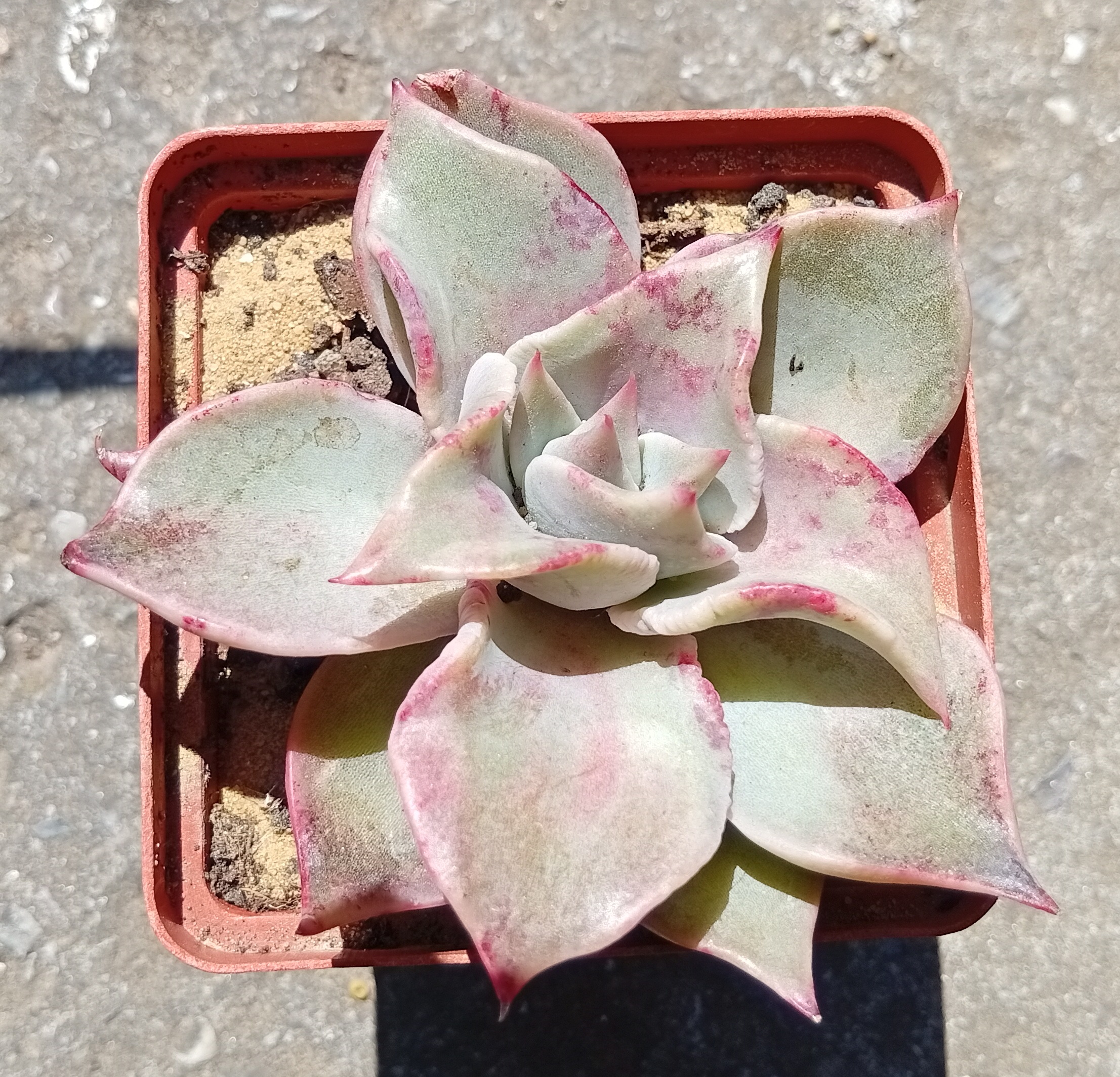 Echeveria Madiba