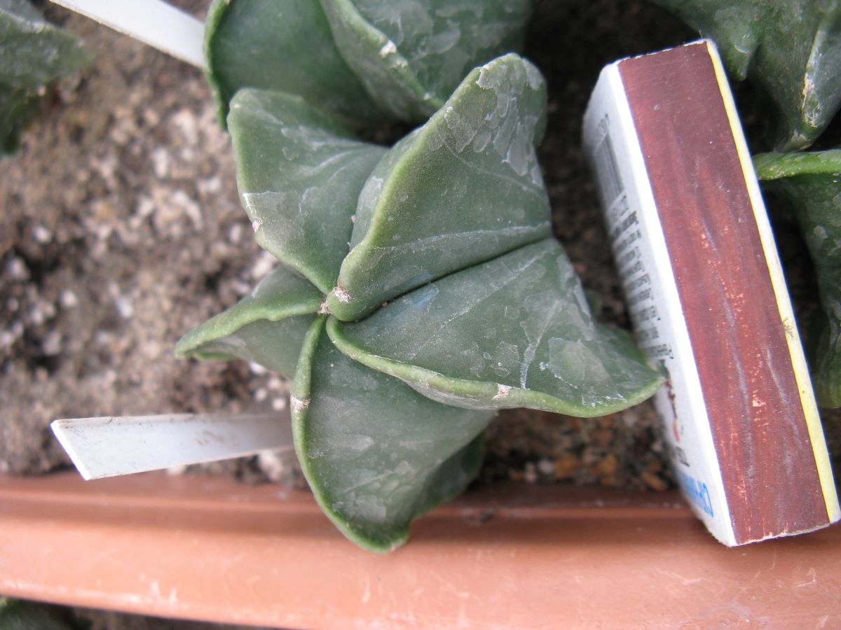 Astrophytum myriostigma v nudum # N