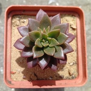 Echeveria Telstar