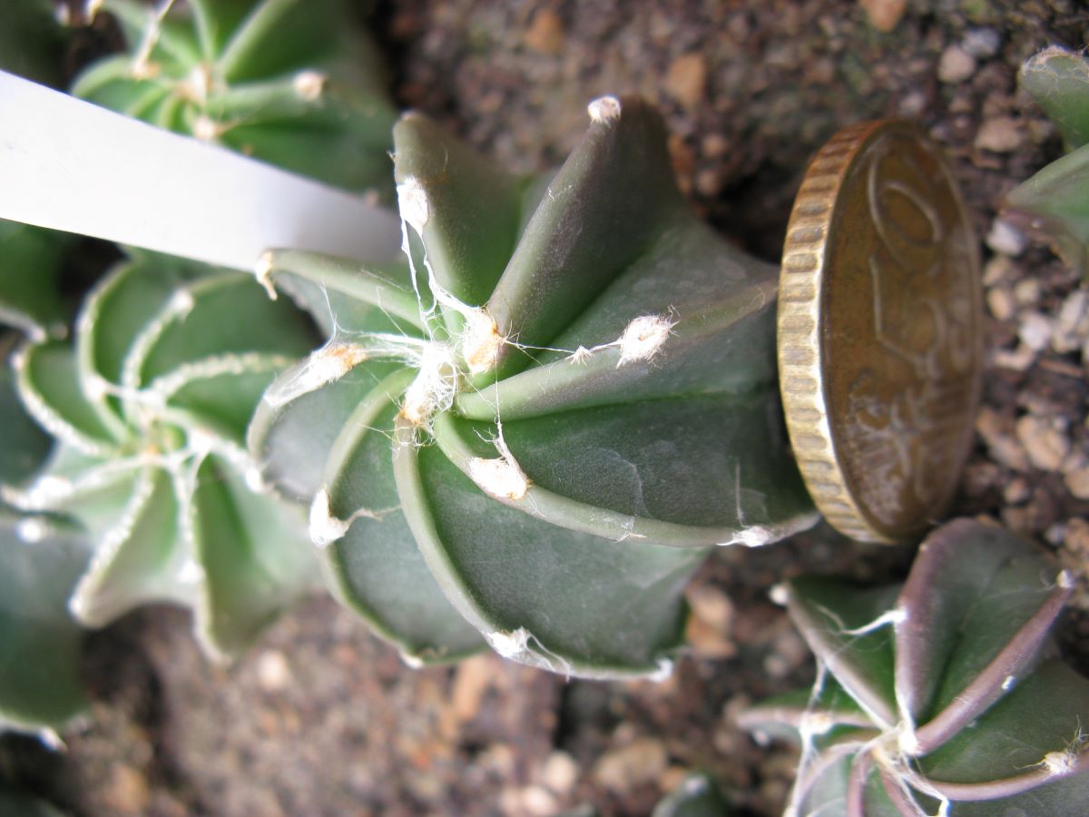 Astrophytum crasisspinum