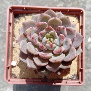Echeveria Hamilton