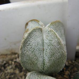Astrophytum coahuilense cv 4-ribs