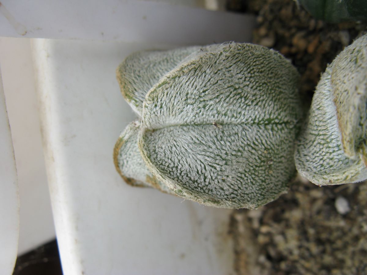 Astrophytum coahuilense cv 4-ribs