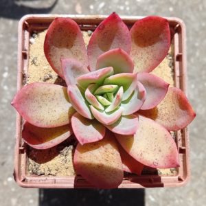 Echeveria luella hybr
