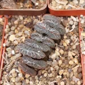 Haworthia truncata Japan