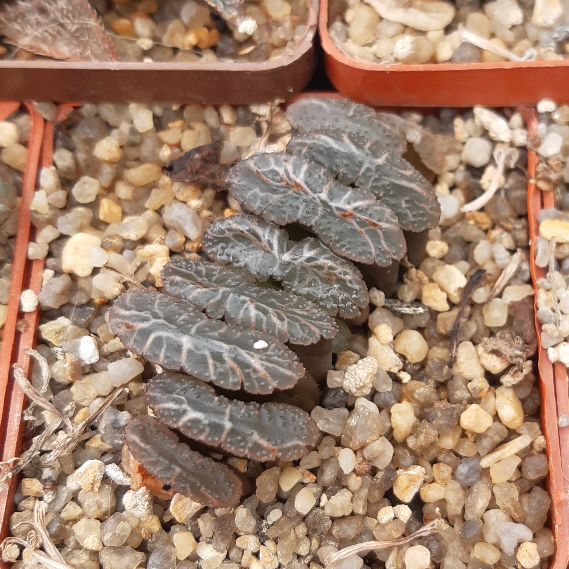 Haworthia truncata Japan
