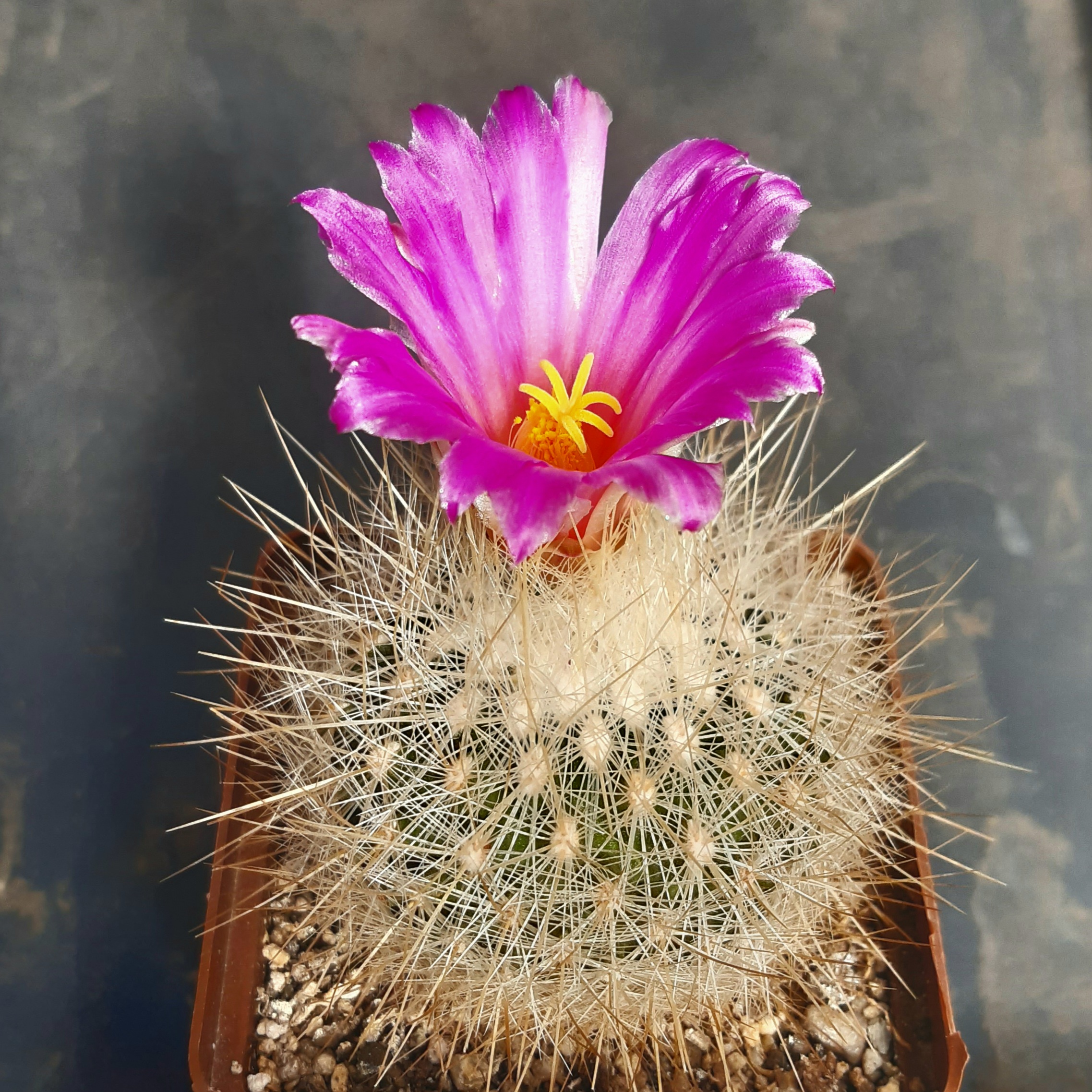 Echinomastus (Thelocactus) macdowellii