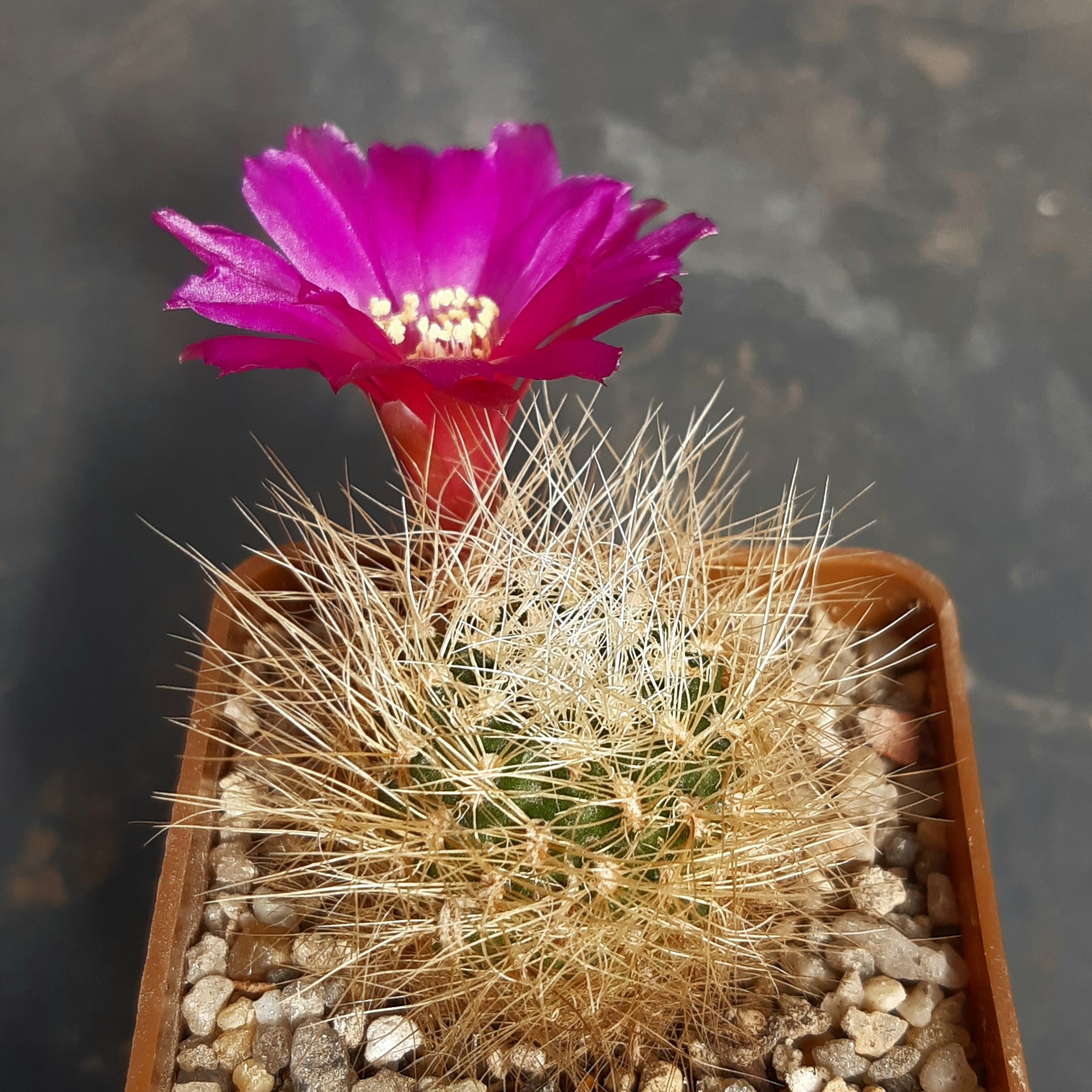 Sulcorebutia swobodae HS27 Mizque
