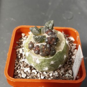 Ariocarpus fissuratus x retusus F2