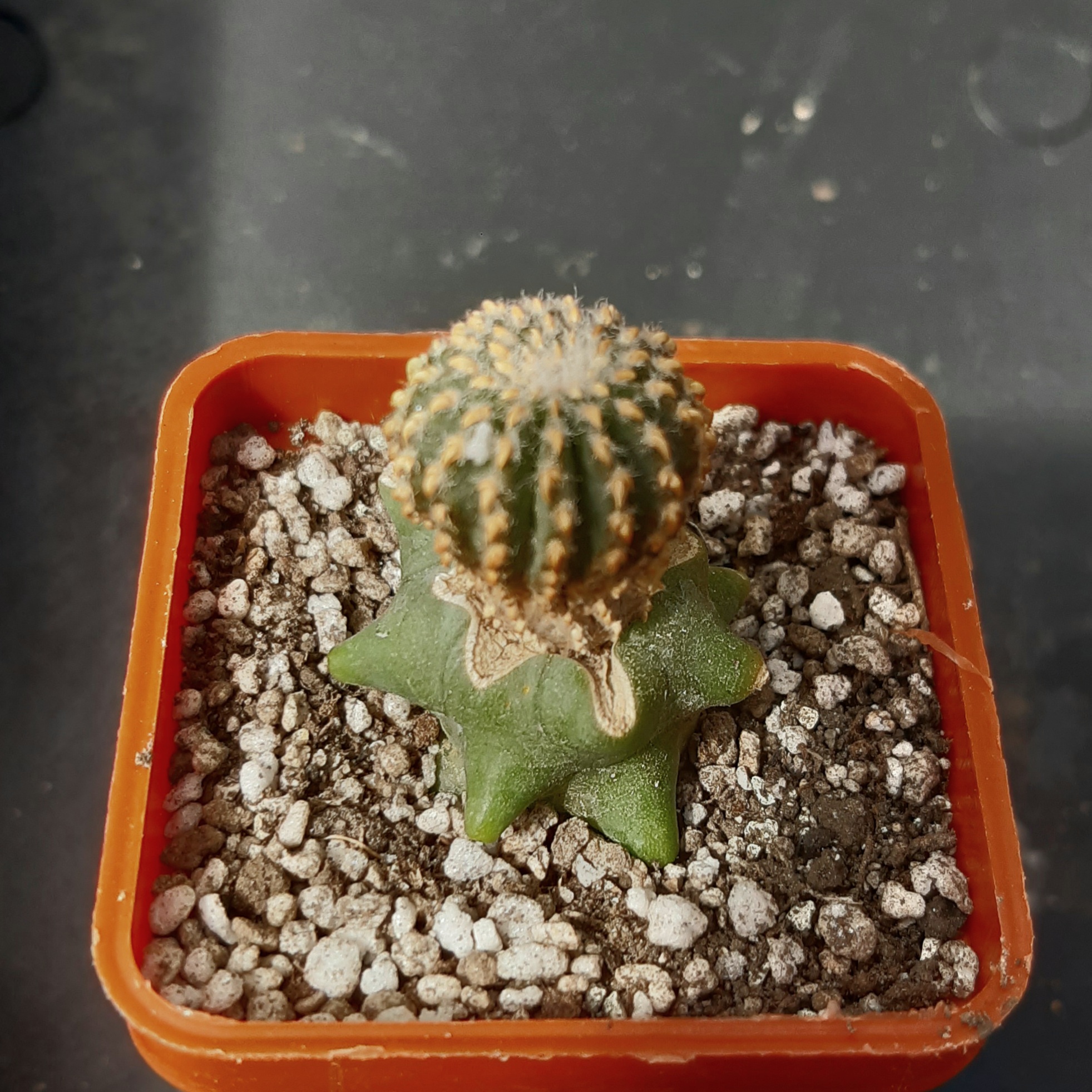 Geohintonia mexicana