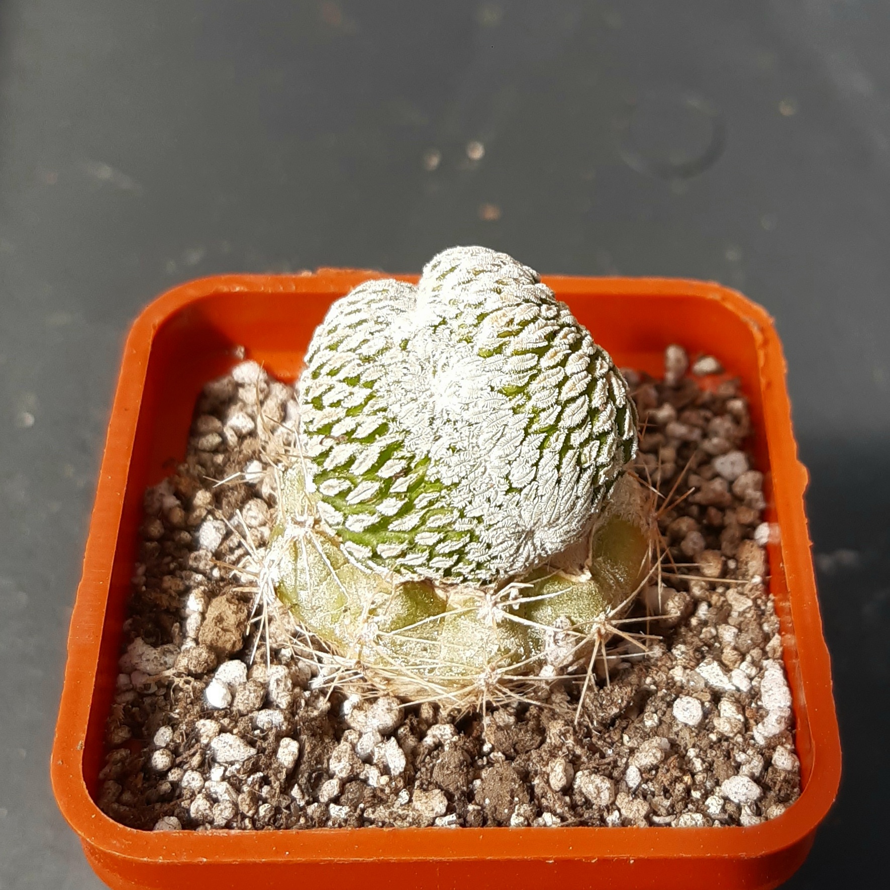 Pelecyphora aselliformis cristata