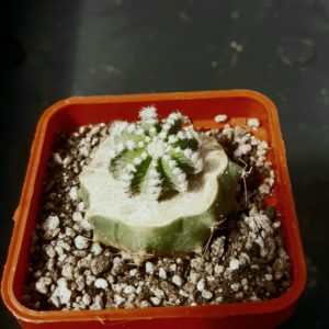 Aztekium hintonii LH442 Galeana, NL