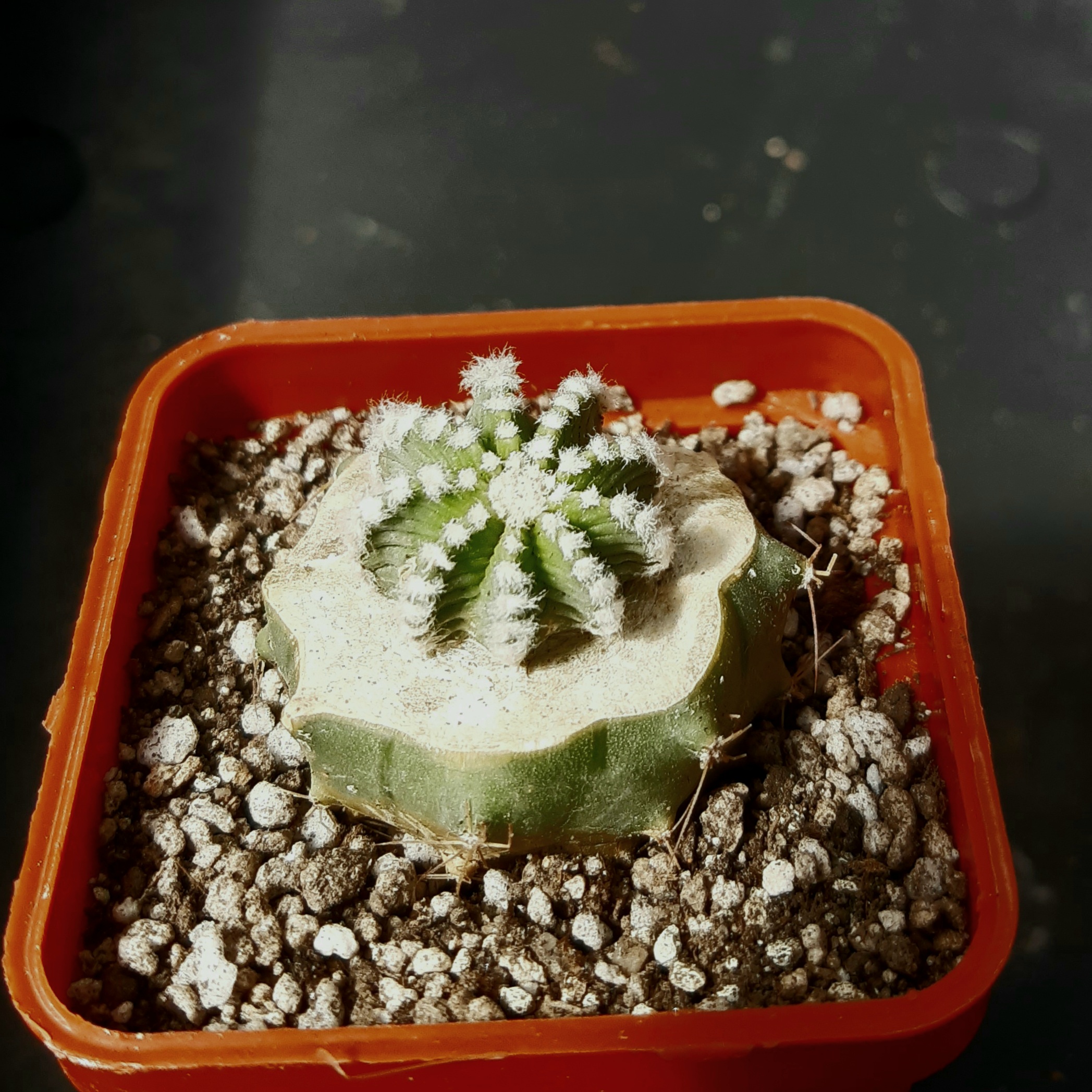 Aztekium hintonii LH442 Galeana, NL
