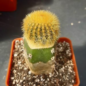 Uebelmannia eriocactoides