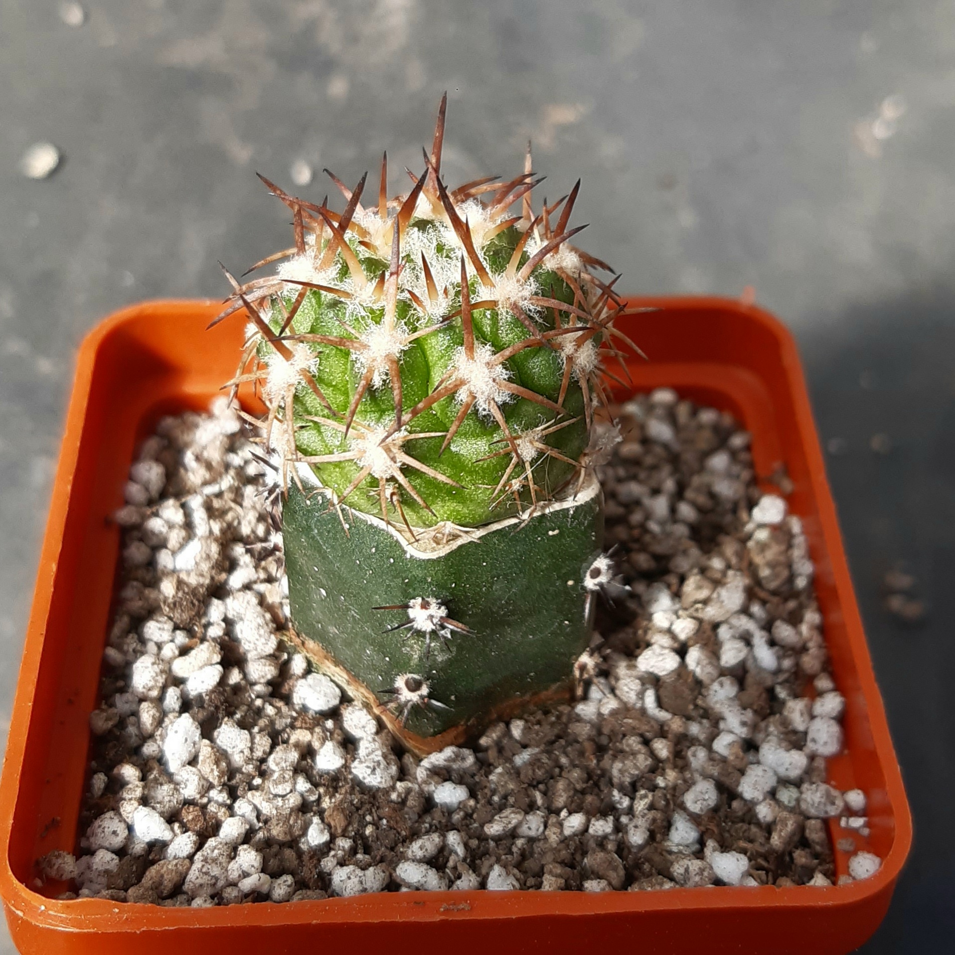 Copiapoa solaris