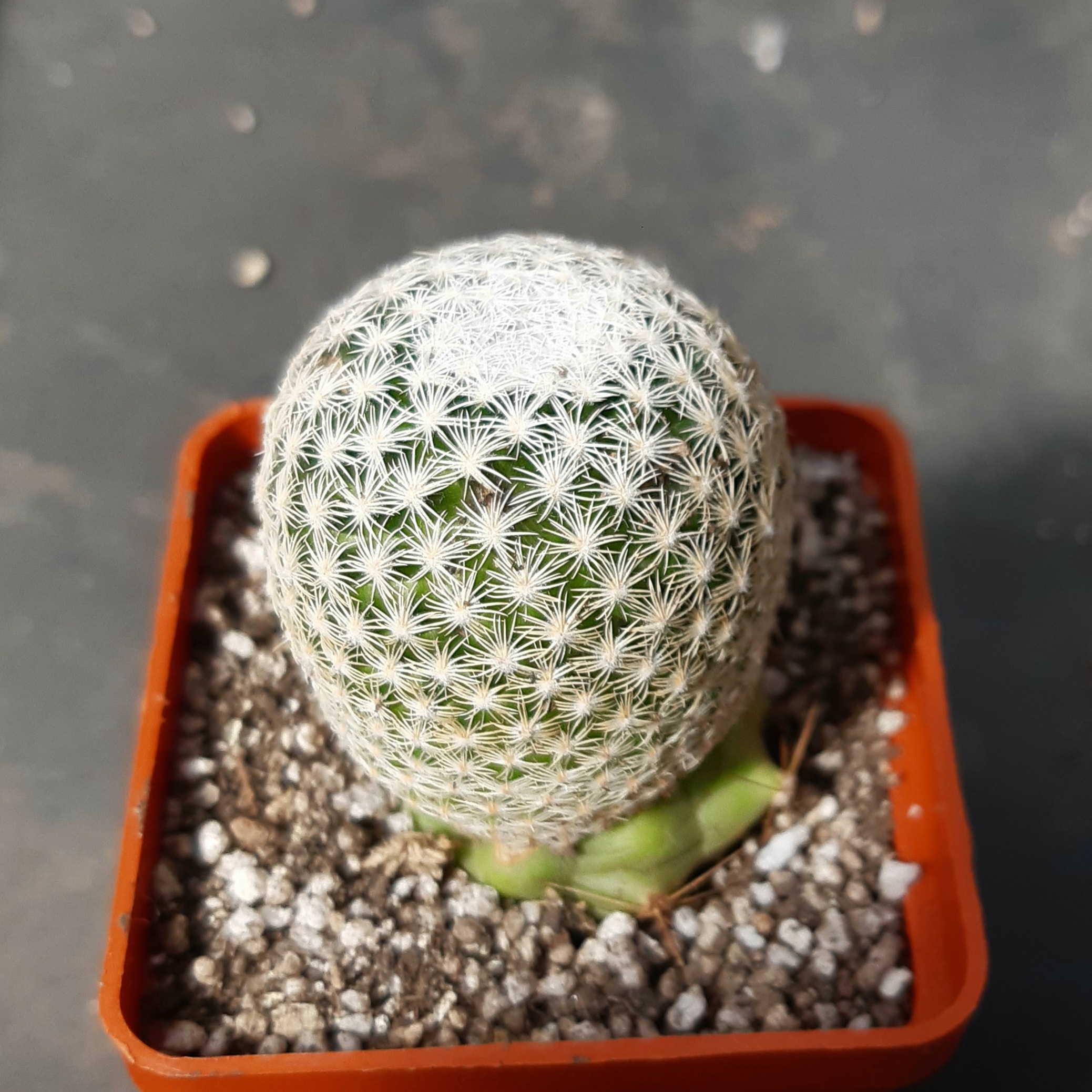 Mammillaria hermosana JSN, El Encino, Zac (=gasseriana)